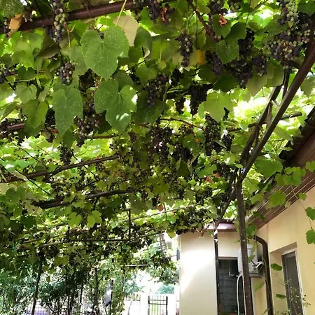 בית הארחה Casa Lui Mamaia *